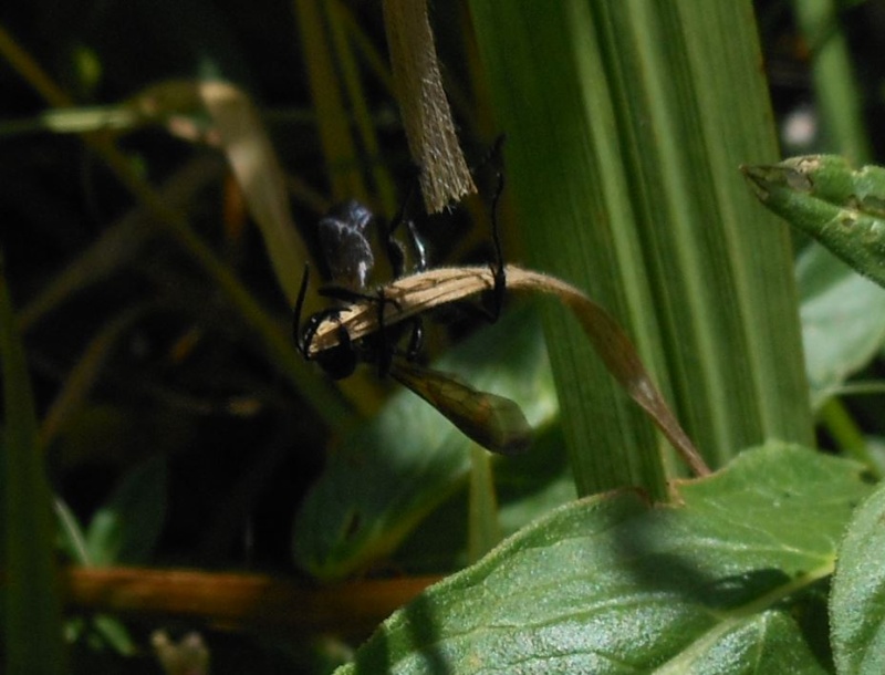 Guèpe noire Isodontia mexicana 27_06_10