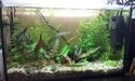 Nanos crevettes aquascapés 20150610