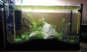 Nanos crevettes aquascapés 20150711