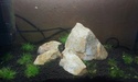 Nanos crevettes aquascapés 20150718