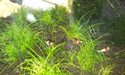 Nanos crevettes aquascapés 20150811