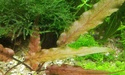 Nanos crevettes aquascapés 20150812