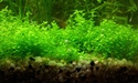 Nanos crevettes aquascapés 20150814