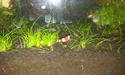 Nanos crevettes aquascapés 20150817