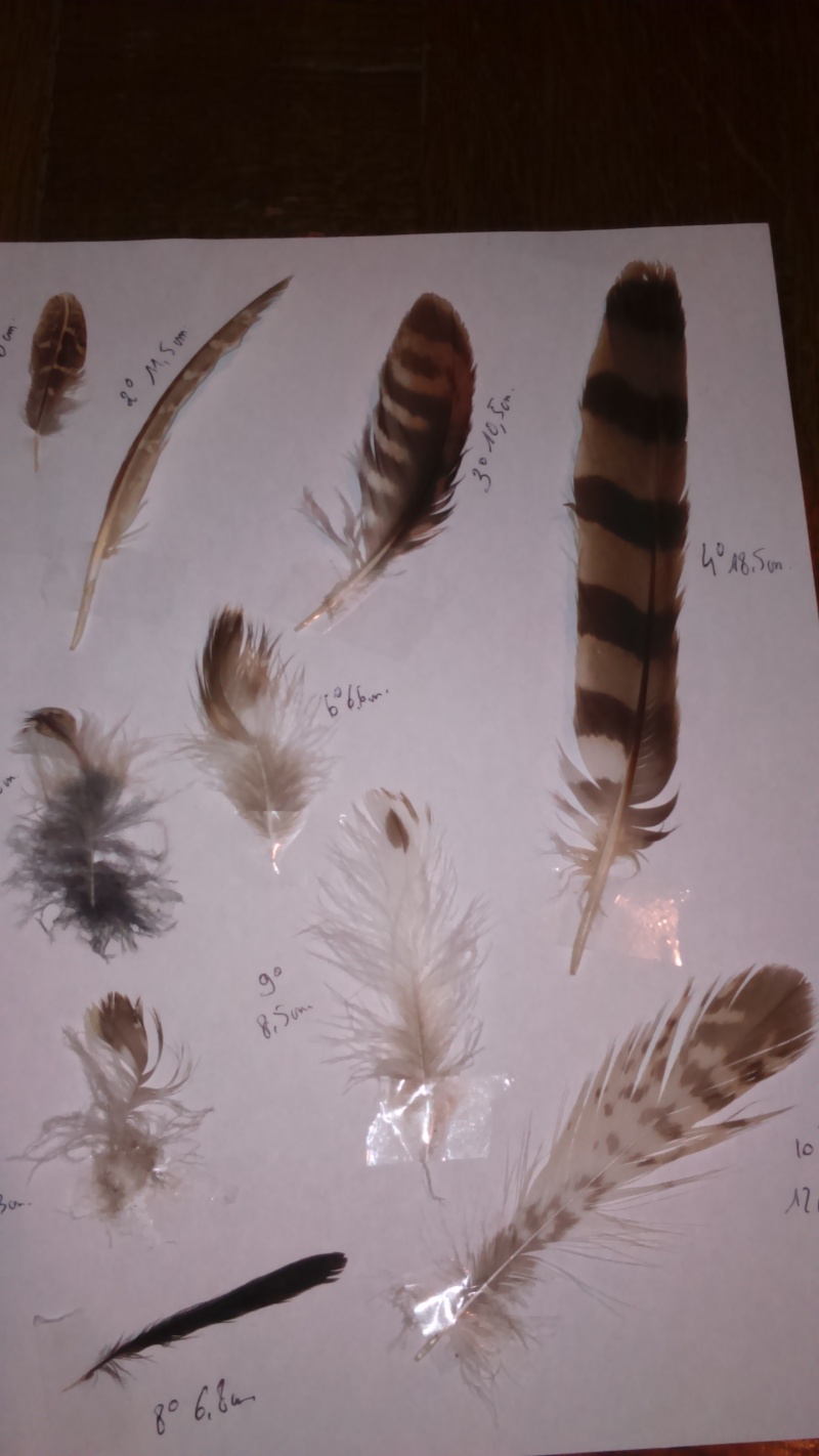 plumes trouvées ce matin ( pas mal de rapace) Dsc_0027