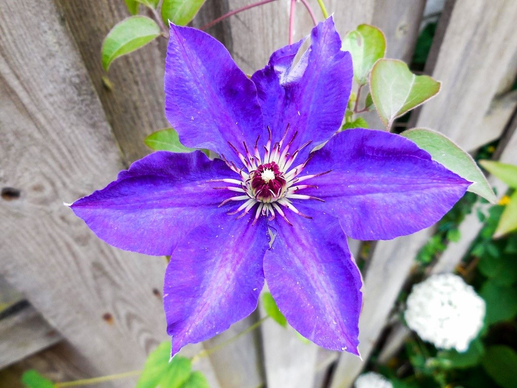 Clematis Bloem10