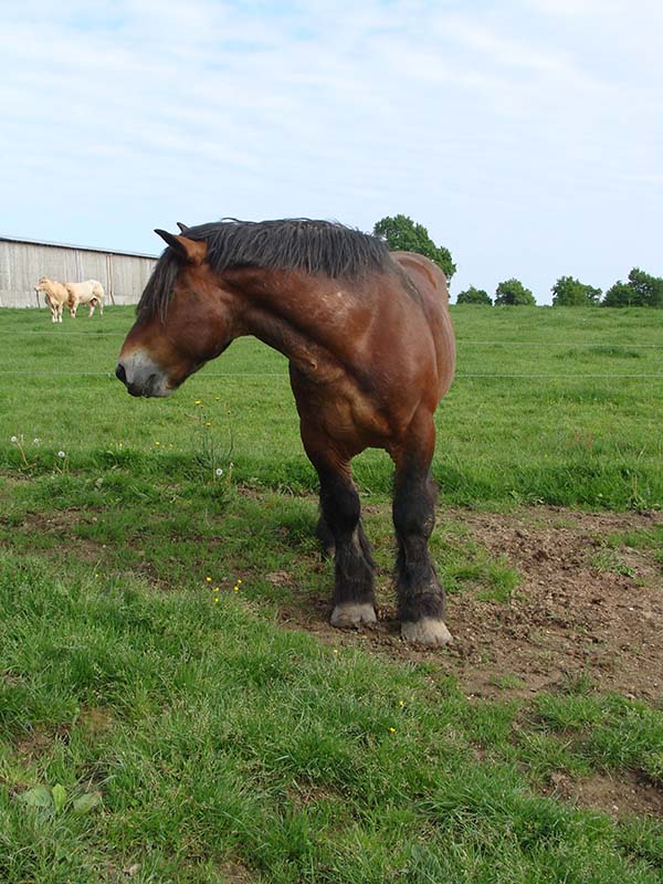 CARAMEL - ONC typé Trait du Nord entier, né en 1995 - accueilli en juillet 2011 chez Pech Petit - Page 7 Carame12