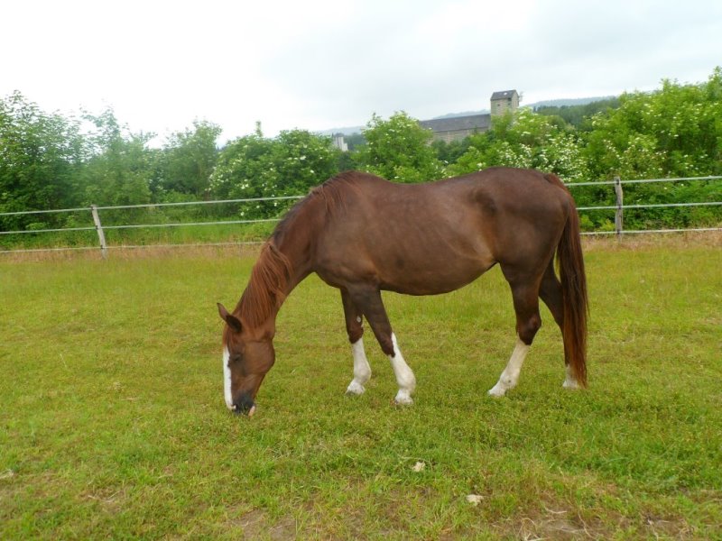 GOLDEN - SF née en 1994 - Annonce désactivée le 19/11/2015 Golden12