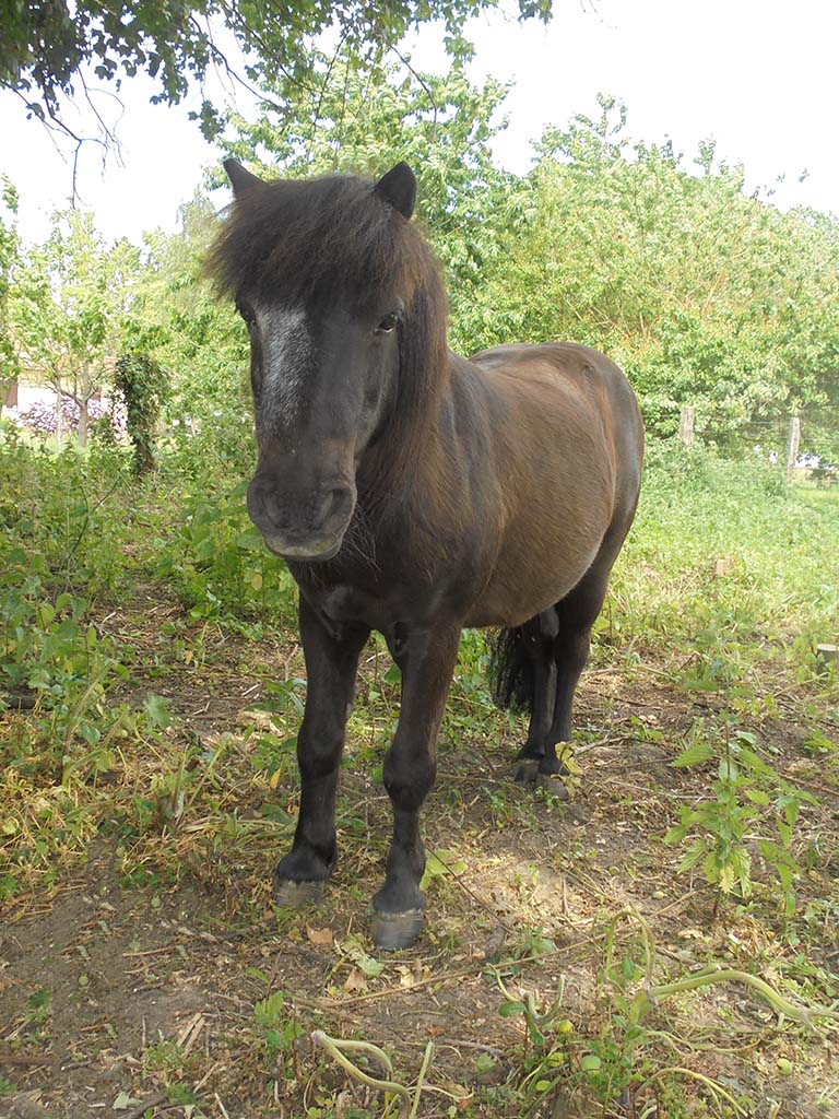 KANSAS - ONC poney typé Shetland né en 1998 - adopté en octobre 2014 par Amandine Kansas13
