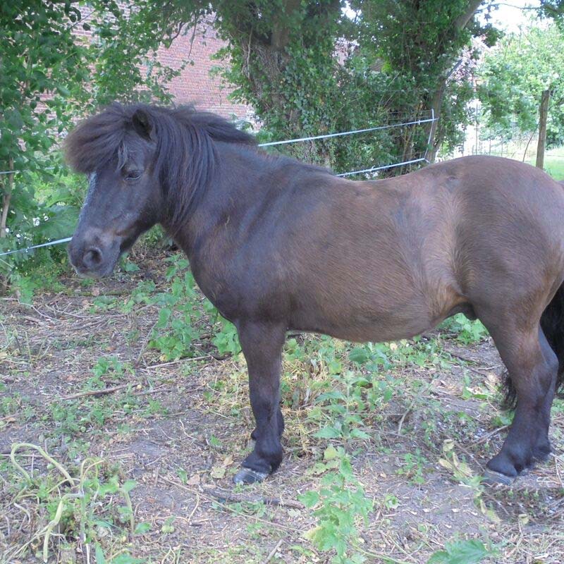 KANSAS - ONC poney typé Shetland né en 1998 - adopté en octobre 2014 par Amandine Kansas14