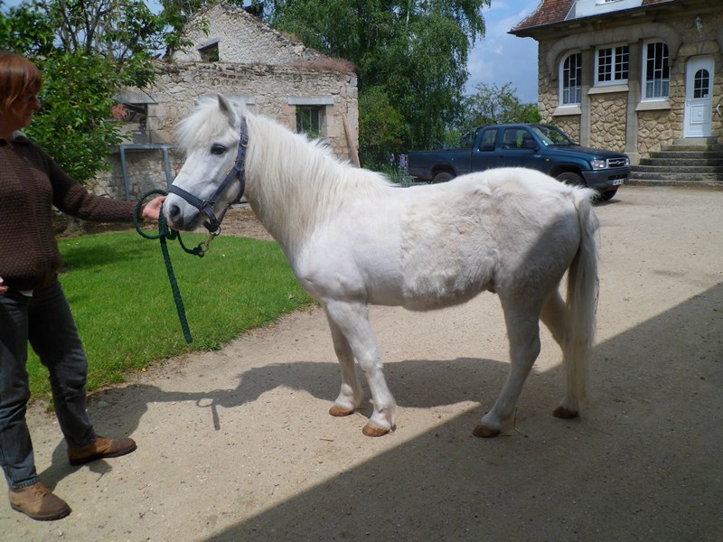 MARIUS - Poney ONC né en 1998 - placé hors association Marius10