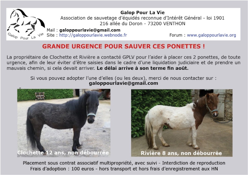 CLOCHETTE - Poney ONC née en 2003 - Placée hors association en novembre 2015 Riviyr10