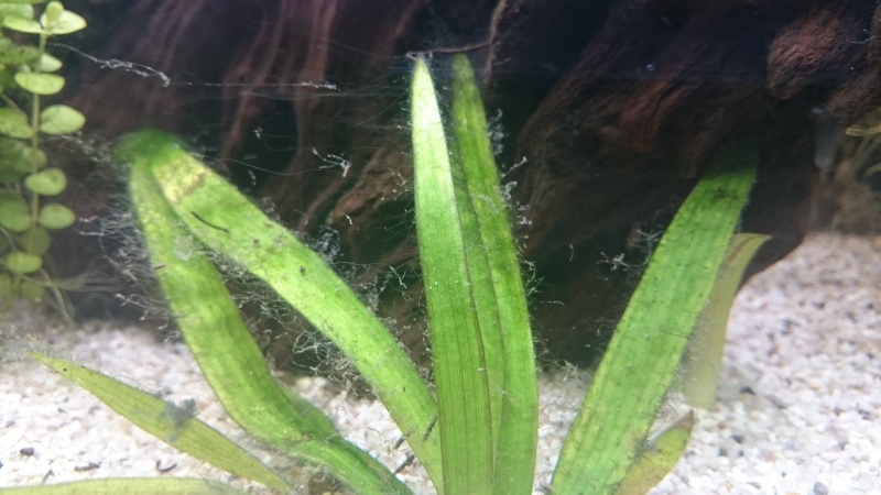 algues diverses et fertilisation besoin de conseils Dsc_0118