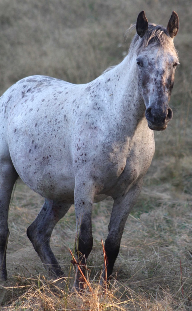 ARIZONA Jument 5 ans robe appaloosa - VENDUE Img_8428