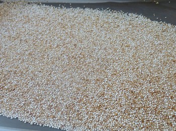 Poulet parmesan en croûte de quinoa Quinoa11