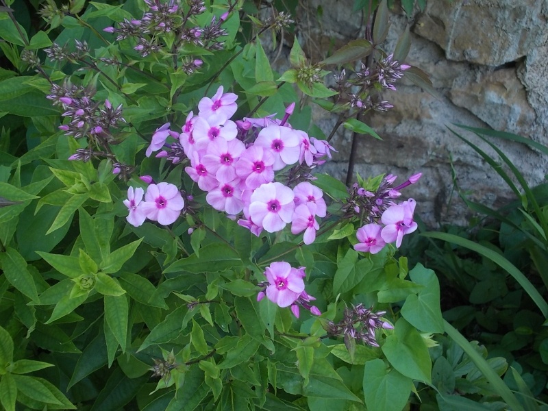 Phlox vivace, Phlox paniculata - Page 9 Dscn5457