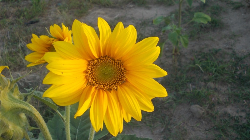 Tournesol, Soleil, Helianthus annuus - Page 6 Dscn5620