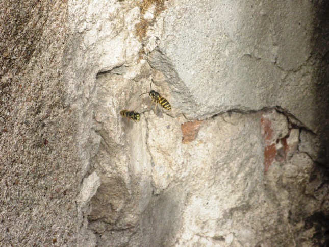 Nid de guêpes dans mur en pierres 14342916