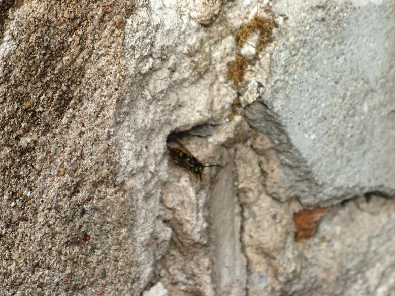 Nid de guêpes dans mur en pierres 14342918