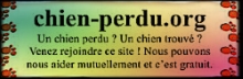 CHOCO - griffon fauve de bretagne 8 ans - APAVH à Saint Jean de Fos (34) Affich10