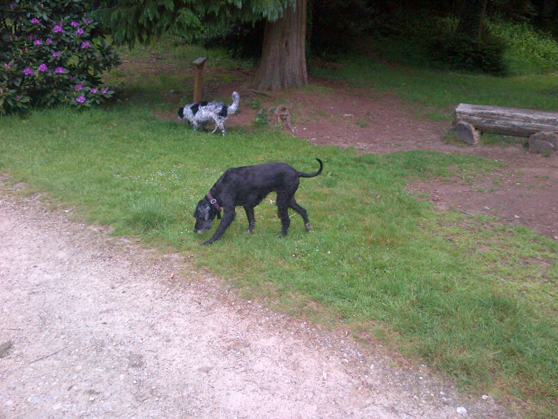 miss Urka - setter/griffon - Sans Collier Provence à Gareoult (83) adopté par Urask Img-2010