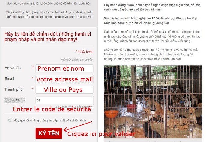 Pétition d'envergure contre la viande de chien au Vietnam! Pytiti10