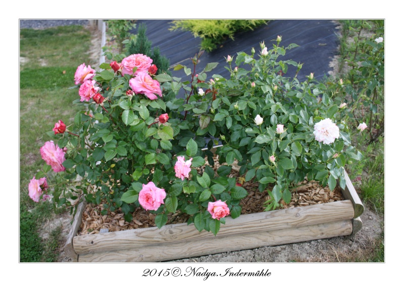 Roses de nos jardins - Page 6 Cadrer10