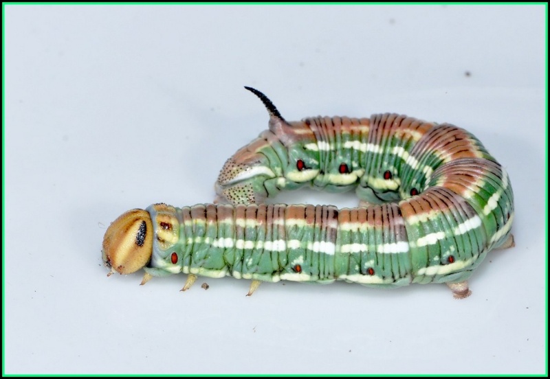 [Sphinx sp.] je dirai (Hyloicus maurorum) Dsc_0036