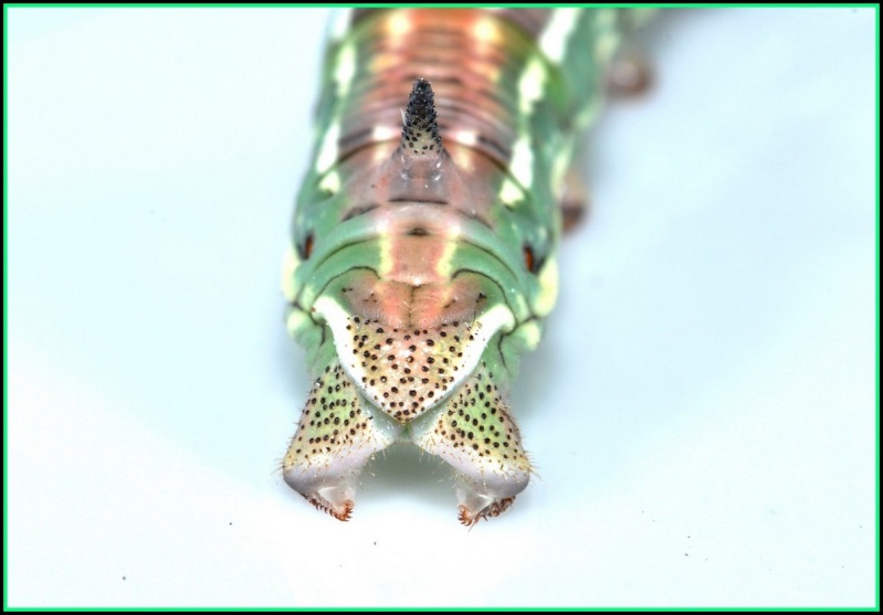 [Sphinx sp.] je dirai (Hyloicus maurorum) Dsc_0039