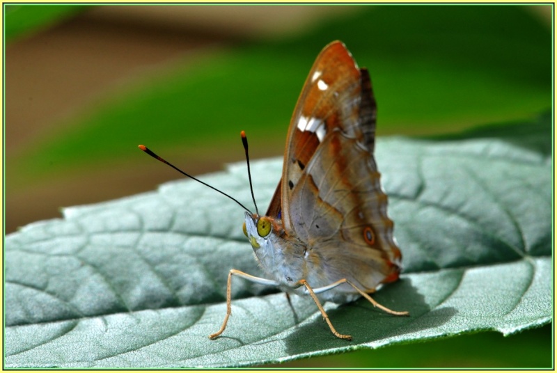 Papillons de Bas en basset, 43210, 2015 Ok_13210