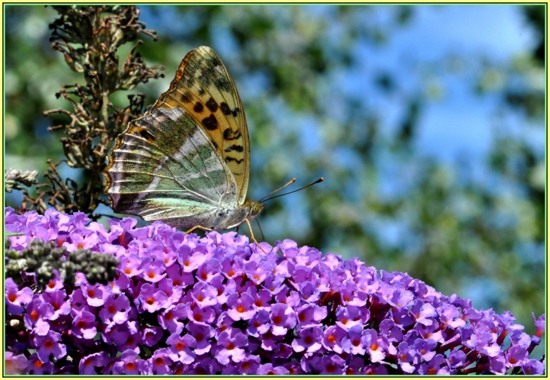 Papillons de Bas en basset, 43210, 2015 Ok_21810