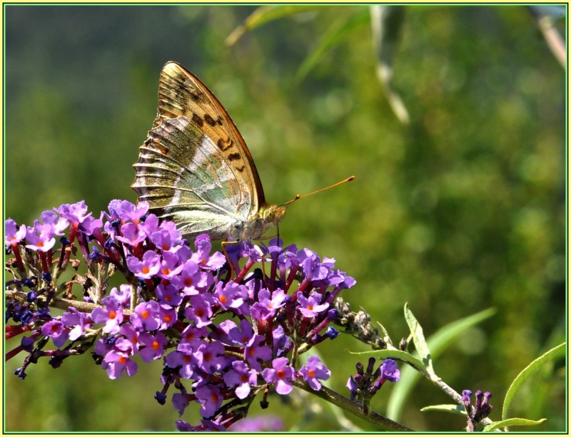 Papillons de Bas en basset, 43210, 2015 Ok_22110