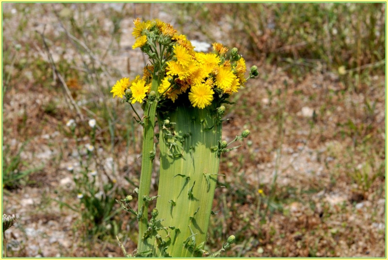 anomalie sur des fleurs Ww_110