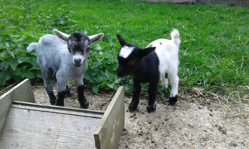 Les chevrettes de Pépite  20150510