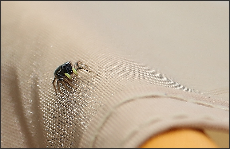besoin d'aide pour identification d'une salticidae Ko10