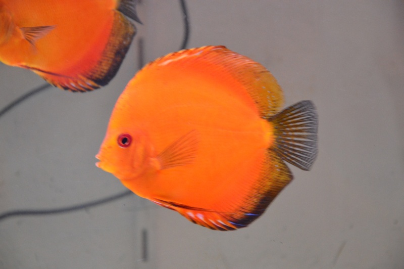 Mes discus Dsc_0219