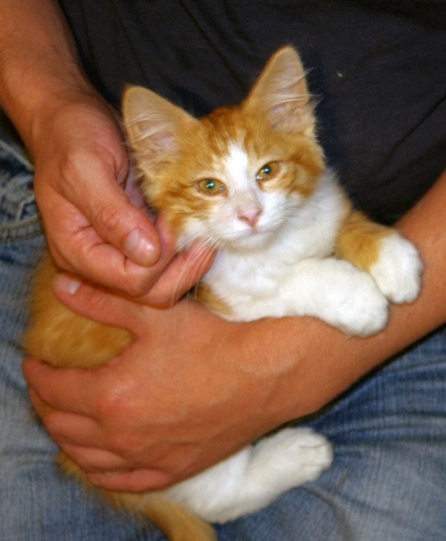 Papaye ( Firefox ), chaton roux et blanc né fin avril 2015 Imgp0211