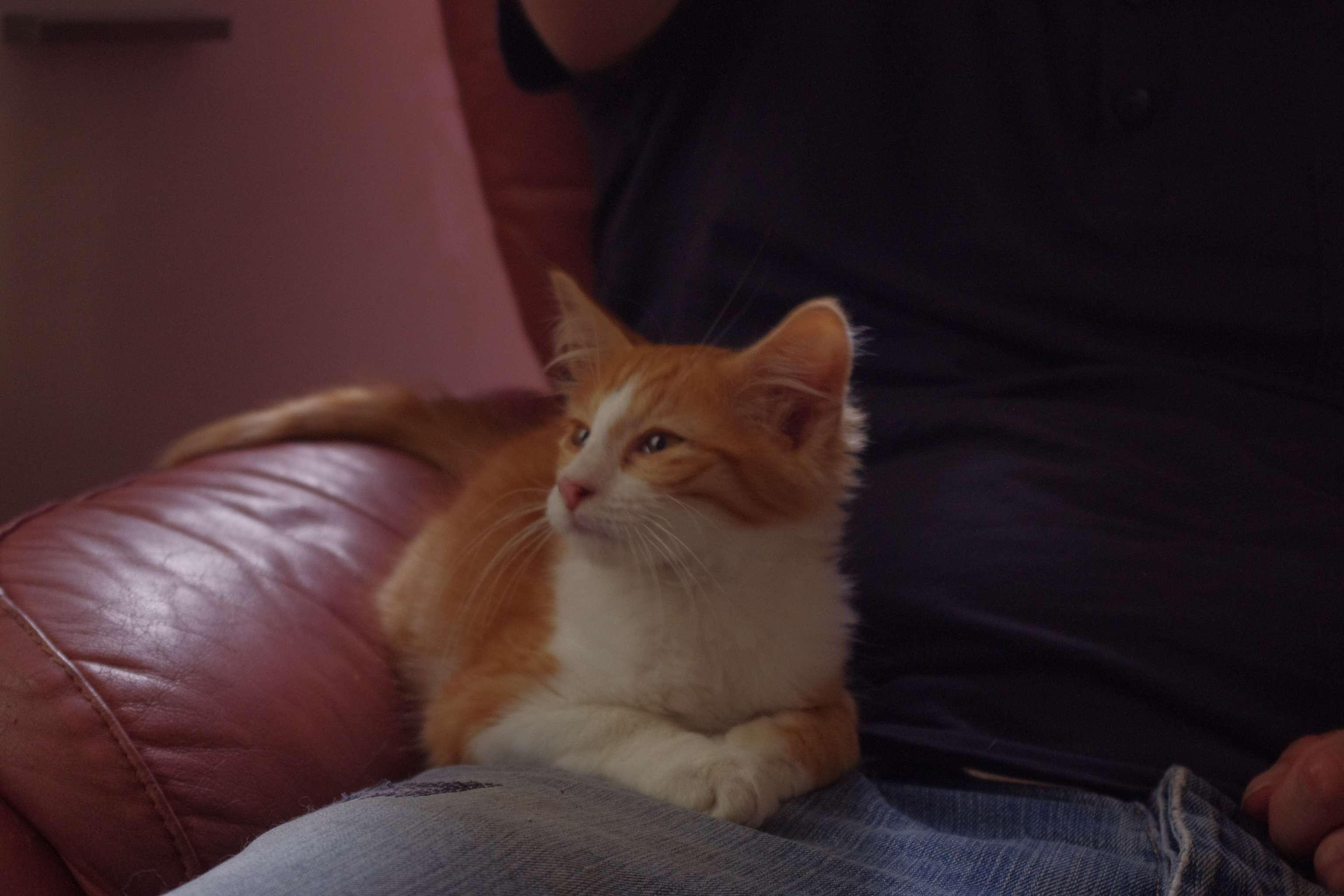 Papaye ( Firefox ), chaton roux et blanc né fin avril 2015 Imgp0215