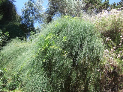 Ephedra altissima - éphèdre élevé Dscf5112