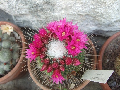 cactus du mois de juin Dscf6516