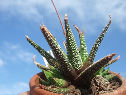 Haworthia attenuata var. radula Dscf6624