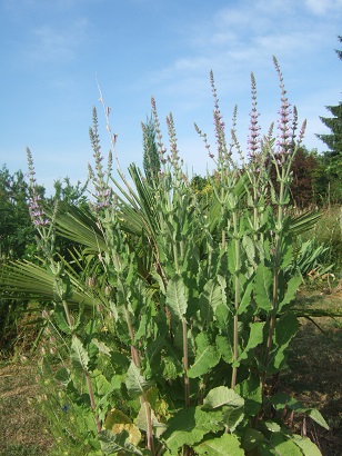 Salvia kopetdaghensis Dscf6628