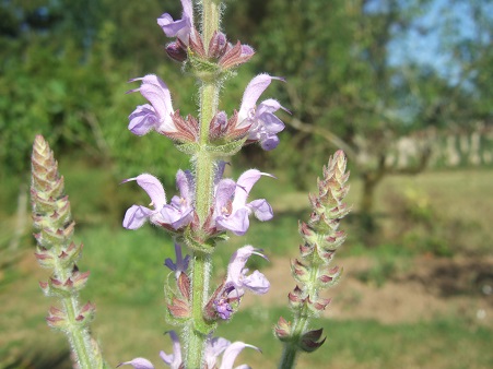 Salvia kopetdaghensis Dscf6631