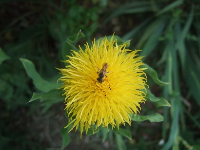 centaurea macrocephala - Centaurea macrocephala - centaurée à grosse tête Dscf6633