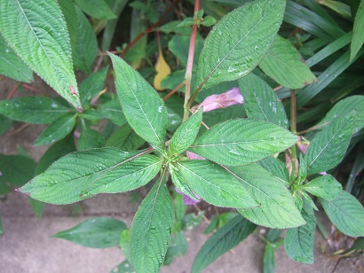 Impatiens arguta Dscf6720