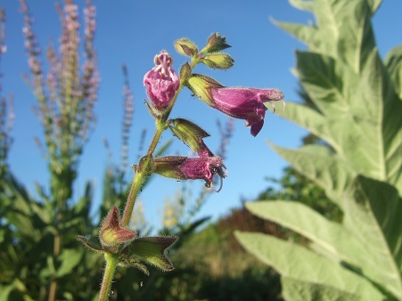 Salvia przewalskii Dscf6734