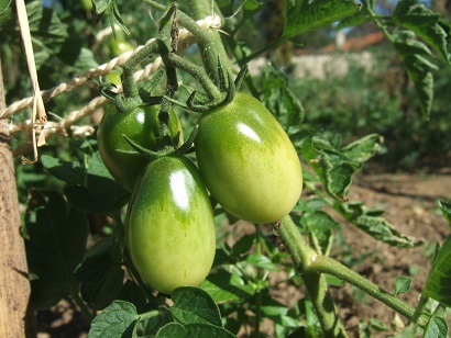 Solanum lycopersicum - les tomates - Page 5 Dscf6835