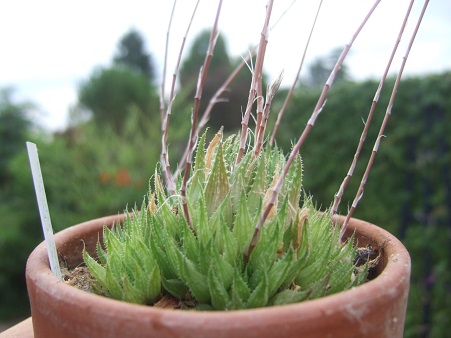 Haworthia marumiana Dscf7119