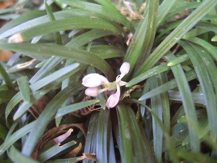 Ophiopogon japonicus Dscf7220