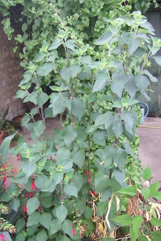 Salvia mexicana var. minor Dscf7329